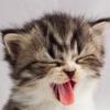 Profile Picture of cathy kieffer91 (@@fan_de_anna_l_impostor_) on Tiktok