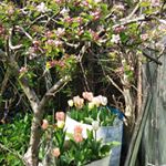 Tori Compton - Instagram Profile Picture of Tori Compton (@toric0525) on Instagram