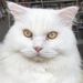Profile Picture of Hao Chor PANG (@haochor) on Pinterest