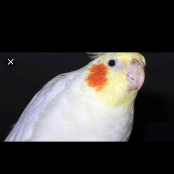 Profile Picture of Genc Lamaj (@johannbach) on Poshmark