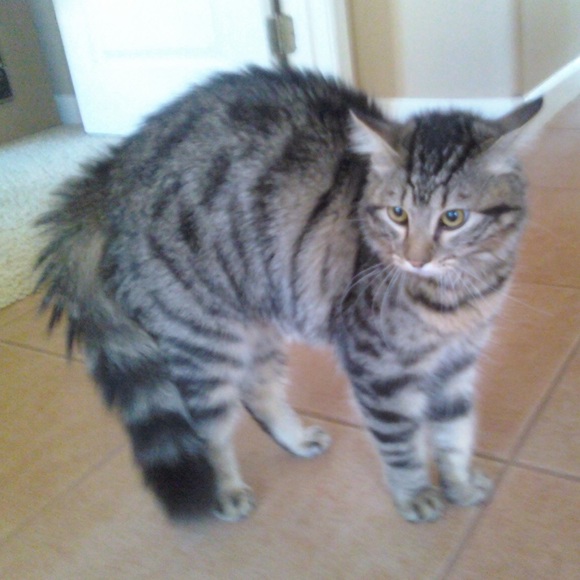 Profile Picture of Katie Ceraulo (@s550kitty) on Poshmark