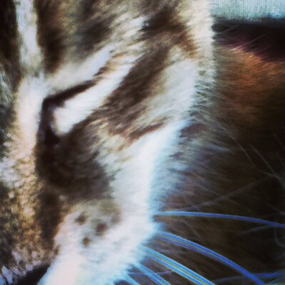 Profile Picture of Regan Moore (@RgnMoore) on Twitter