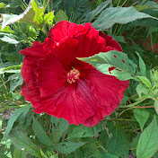 Profile Picture of Lori Hebert (@lorihebert9194) on Youtube