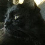 Profile Picture of The_random_cat (@samdalessandro) on Instagram