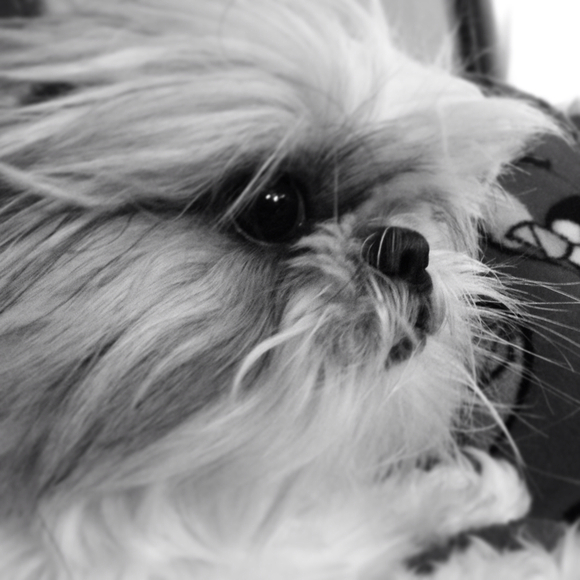 Profile Picture of Tammy Lobello (@lobello88) on Poshmark