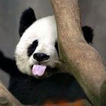 Profile Picture of Xiaohan Zhang (@shawnzhang1004) on Instagram