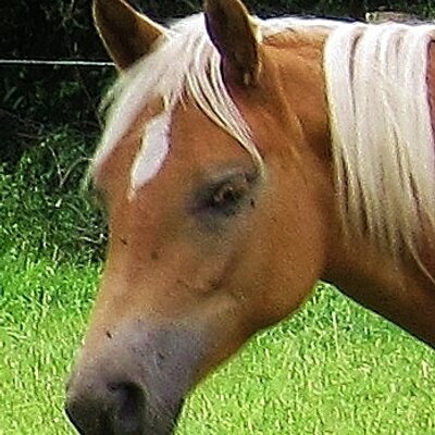 Profile Picture of Barbara Fey (@@Peerappl) on Twitter