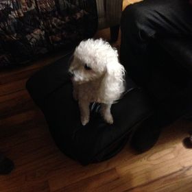 Profile Picture of Amber Farrow (@ambermoeckel) on Pinterest