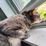 Profile Picture of Haylee Hiles (@hayleehiles.beanthekitty) on Instagram