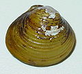 Profile Picture of Corbicula flumineaon Wikipedia