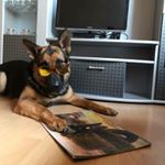 Profile Photo of Harrison K-9* (@harrisonk9ae) on Instagram