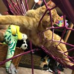 Profile Picture of Ginger Wheeler (@ginger_wheeler_) on Instagram