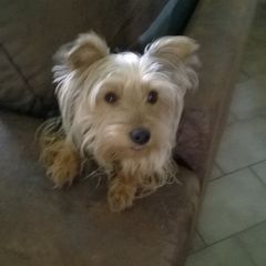 Profile Picture of Robert Brault (@robert.brault0) on Tiktok
