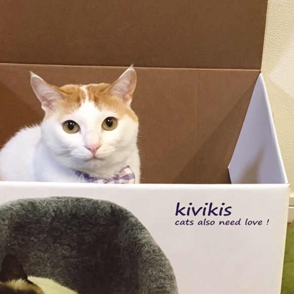 Profile Picture of Nathan Cramond (@goldncat) on Poshmark