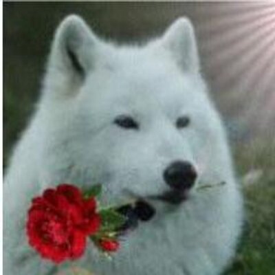 Profile Picture of Zanna Bianca (@ZannaBiancaTony) on Twitter