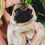 Profile Picture of Larry Lees (@apugcalledlarry) on Instagram