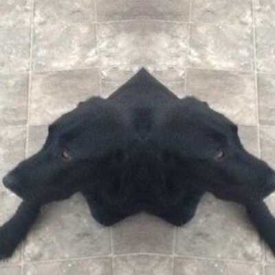 Profile Picture of Two Dogs (@TomFrazier5) on Twitter
