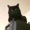 Profile Picture of Sheldon Whiskers (@sheldonwhiskers) on Tiktok