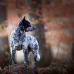 Profile Picture of Daniel Feeser (@daniel.feeser1) on Instagram