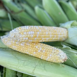 Profile Picture of Niemann Sweet Corn - Amanda Niemann (@niemannsweetcorn) on Instagram