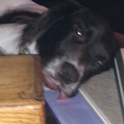 Profile Picture of Kevin Feeney (@feendog13) on Twitter