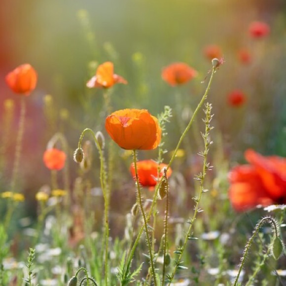 Profile Picture of Gabby Apolinario (@gabbyapolinario) on Poshmark