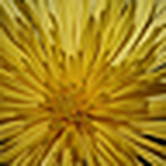 Profile Picture of Miriam  Gaghan (@mgaghan) on Flickr