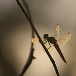 Profile Picture of PAN,ZHI-WEI (@PAN,ZHI-WEI) on Flickr