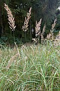 Profile Picture of Calamagrostis epigejoson Wikipedia