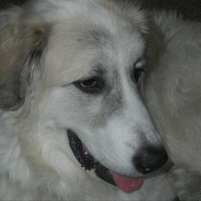 Profile Picture of Joe Speranza (@JoeSperanza) on Twitter