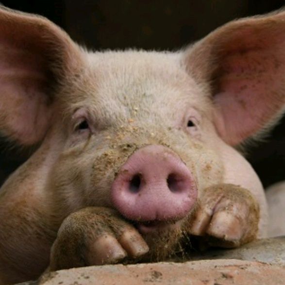 Profile Picture of CeciliaBecker (@cristdrnra1) on Tiktok