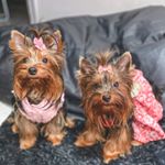 Profile Picture of Bonnie & Cats & Chewie (@bonnieandcats) on Instagram