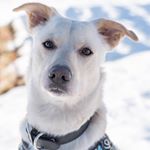 Profile Picture of wendy george (@rocoandfriendsdogwalking.ca) on Instagram