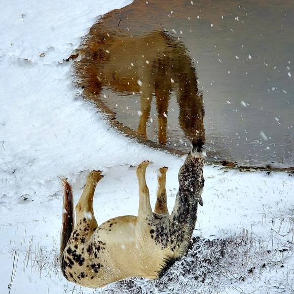 Profile Picture of Elektra Romaniec-storm (@elektras) on Poshmark