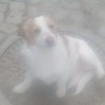 Profile Picture of panqueca_branca.castenha (@panqueca268) on Instagram