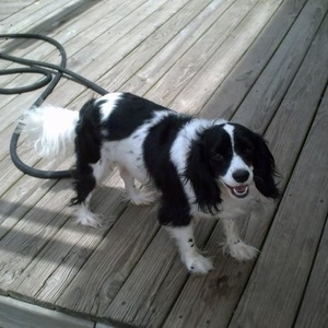 Profile Picture of Minnie Moo Higgins (@minniemoo77619) on Myspace