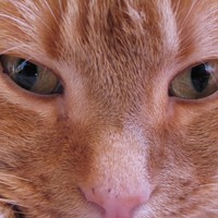 Profile Picture of Luca Tomasi (@luca-tomasi-1) on Quora