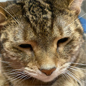 Profile Picture of Amanda Zurn (@amandazurn681) on Youtube