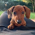 Profile Photo of Celia Cruz 🐶💕🌭🦴 (@celia.the.dog) on Instagram