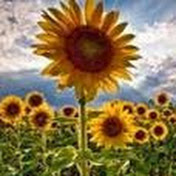 Profile Picture of Sonya Dusthimer (@KWCPCOLUMBUS) on Youtube