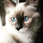 Profile Picture of Rosie cotton (@rosiecottonragdoll) on Instagram