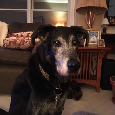 Profile Picture of Anne Dunphy (@as_dunphy) on Twitter