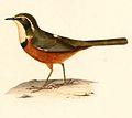 Profile Picture of Olive-crowned crescentcheston Wikipedia