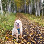 Profile Picture of Theodore the ChowChow (@theo_the_alaskan_chow) on Instagram