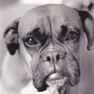 Profile Picture of @maggietheboxer1 (@marilynsearles) on Twitter