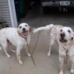 Profile Picture of Bonnie Hernandez (@bailey2charter) on Instagram