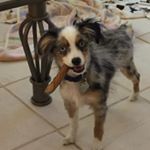 Lance Herring - Instagram Profile Picture of Lance Herring (@lhflirfishing) on Instagram