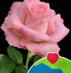 Profile Picture of Albitz EBo (@Albitz-EBo) on Facebook