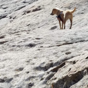 Profile Picture of Shea Phillips (@sheaphillips9947) on Youtube