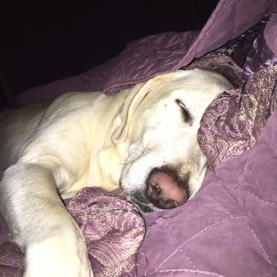 Profile Picture of Aimee Schultz (@roserenae1997) on Twitter